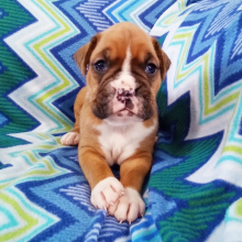 Boxer Puppy Buddy