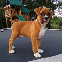 Boxer Puppy Buddy