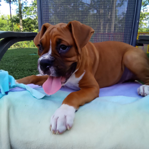 Boxer Puppy Buddy