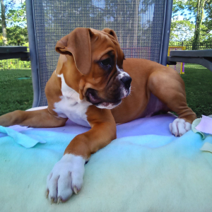 Boxer Puppy Buddy