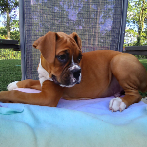 Boxer Puppy Buddy
