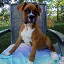 Boxer Puppy Buddy