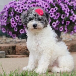 Bichonpoo Puppy Cylie