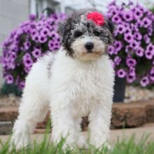 Bichonpoo Puppy Cylie
