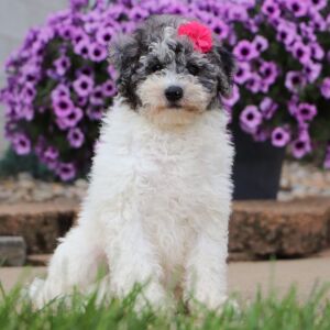 Bichonpoo Puppy Cylie