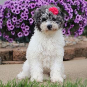 Bichonpoo Puppy Cylie