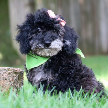 Bichonpoo Puppy Destiny