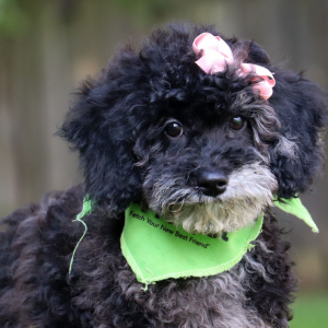 Bichonpoo Puppy Destiny