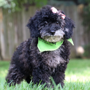 Bichonpoo Puppy Destiny