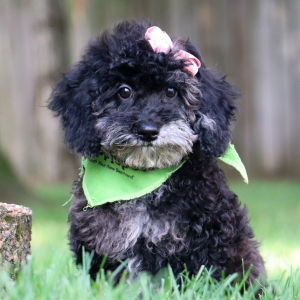 Bichonpoo Puppy Destiny
