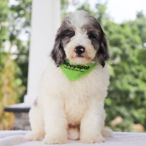 Bernedoodle Puppy Winston