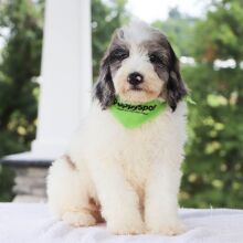 Bernedoodle Puppy Winston