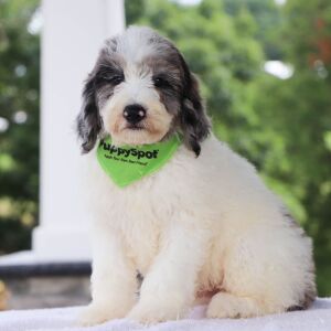 Bernedoodle Puppy Winston