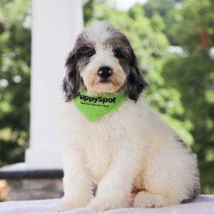 Bernedoodle Puppy Winston