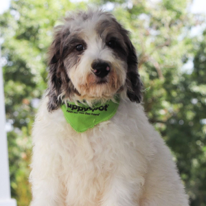 Bernedoodle Puppy Winston