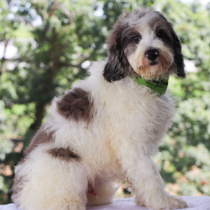 Bernedoodle Puppy Winston