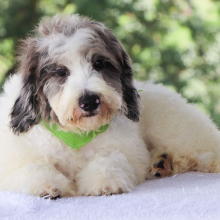 Bernedoodle Puppy Winston