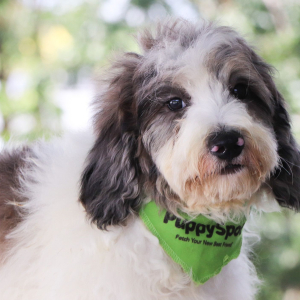 Bernedoodle Puppy Winston