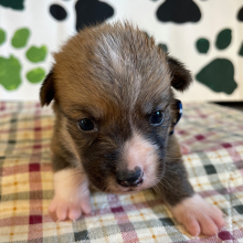 Pembroke Welsh Corgi Puppy Levi