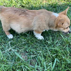 Pembroke Welsh Corgi Puppy Levi
