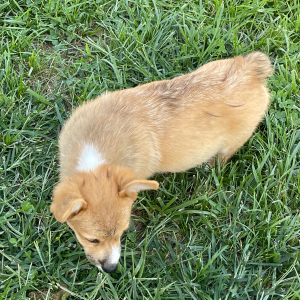 Pembroke Welsh Corgi Puppy Levi