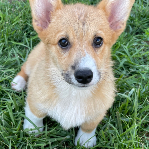 Pembroke Welsh Corgi Puppy Levi