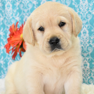 Labrador Retriever Puppy Avagail