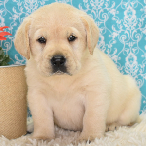 Labrador Retriever Puppy Avagail
