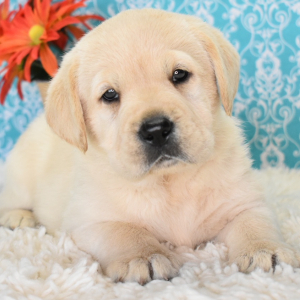 Labrador Retriever Puppy Avagail