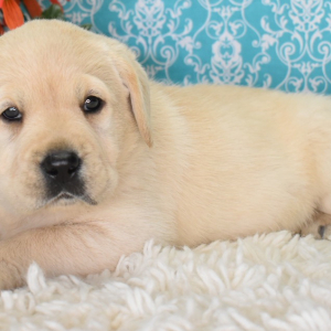 Labrador Retriever Puppy Avagail