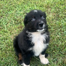 Australian Shepherd Puppy Kahn