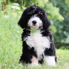 Bernedoodle Puppy Jax