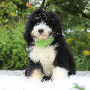 Bernedoodle Puppy Jax