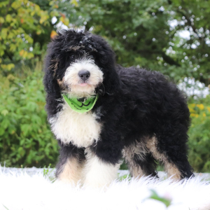 Bernedoodle Puppy Jax