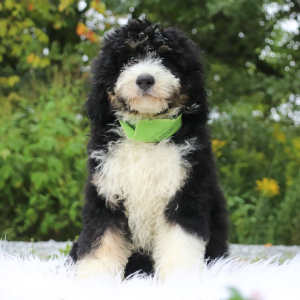 Bernedoodle Puppy Jax