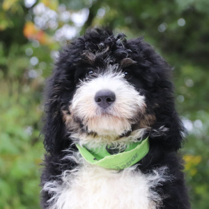 Bernedoodle Puppy Jax