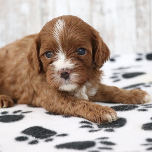 Cavapoo Puppy Haley