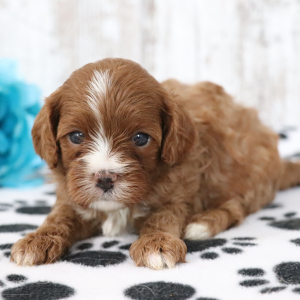 Cavapoo Puppy Haley
