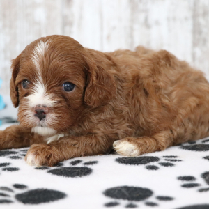 Cavapoo Puppy Haley