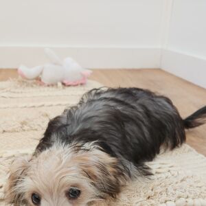 Morkie Puppy Cooper