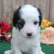 Havapoo Puppy Benny