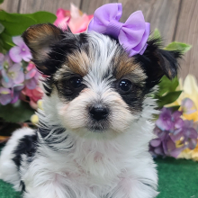 Yorkshire Terrier Puppy Poppy
