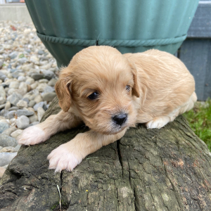 Cavapoo Puppy Emily