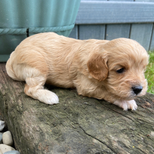 Cavapoo Puppy Emily