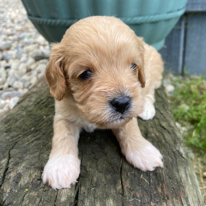 Cavapoo Puppy Emily