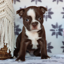 Boston Terrier Puppy Max