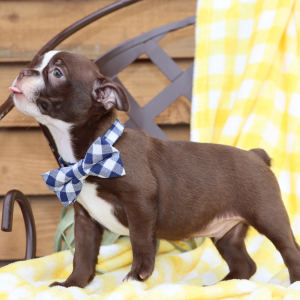 Boston Terrier Puppy Max