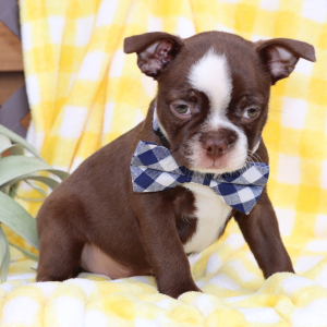 Boston Terrier Puppy Max