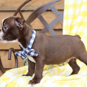 Boston Terrier Puppy Max