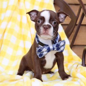 Boston Terrier Puppy Max
